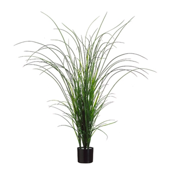 Muscanth Grass 57in