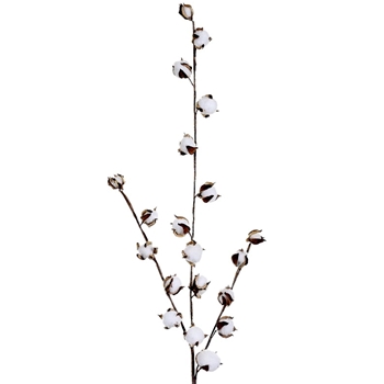 Cotton Spray 42in
