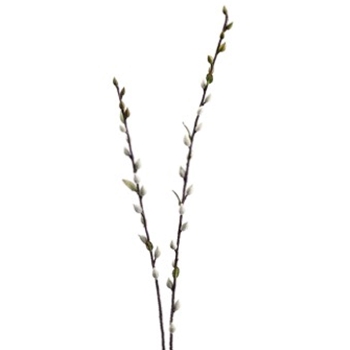 Pussy Willow 36in