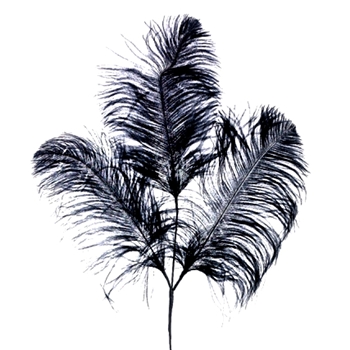 Feather Ostrich BK 3PL 29IN