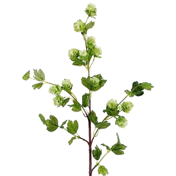 Hops - Flower Spray Celery 36IN - FSH143-GR