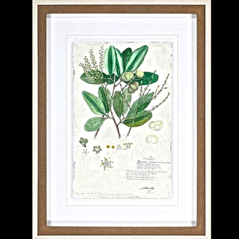 29W/39H Framed Print - Delicate Descubes III