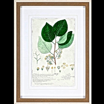 29W/39H Framed Print - Descubes Foliage V