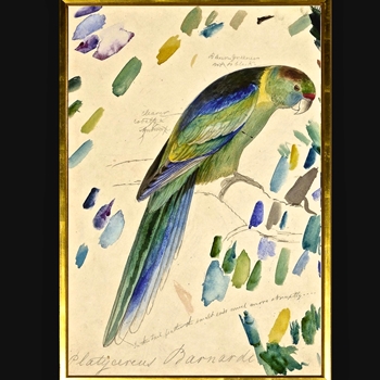 25W/37H Framed Print Lear Barnard's Parakeet