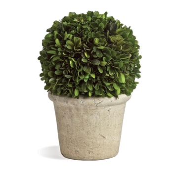 Boxwood Preserved - Topiary Ball 8W/12H