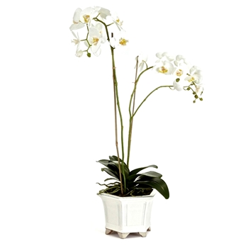 Orchid - Phalaenopsis Potted White 10W/31H Barclay Butera - CC250
