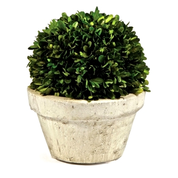 Boxwood Preserved - Topiary Ball 9W/10H