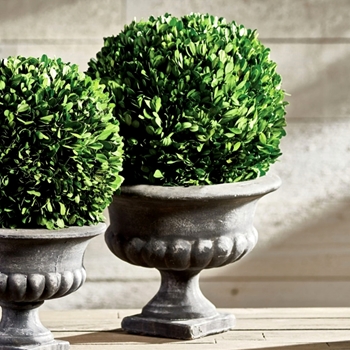 Boxwood Preserved - Topiary Ball Urn 12W/19H