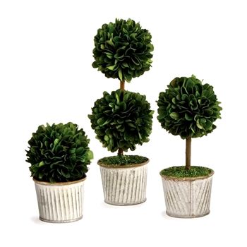 Boxwood Preserved - Topiary Ball 2.5W/5/7/9H Set3