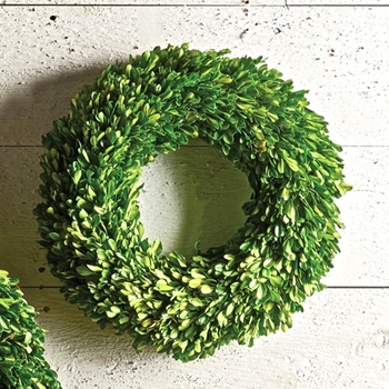 Boxwood Preserved - Wreath Round 16in
