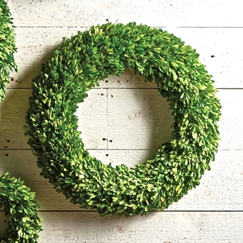 Boxwood Preserved - Wreath Round 24in