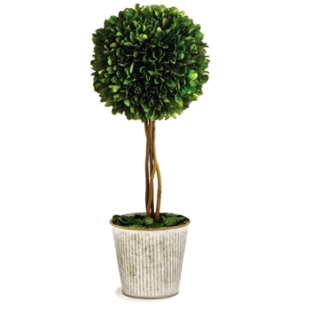 Boxwood Preserved - Topiary 1Ball 6W/16H