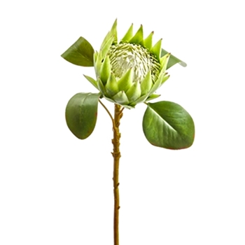 Protea - Celadon Bloom 26in - HSP005-GR/CR