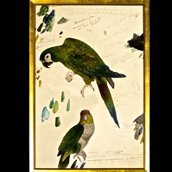 17W/25H Framed Print Lear Two Parrots SM