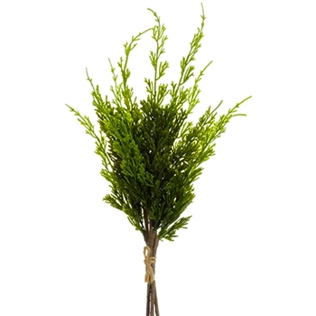 Cedar - Cypress Bundle Green 16in - YSC505-GR