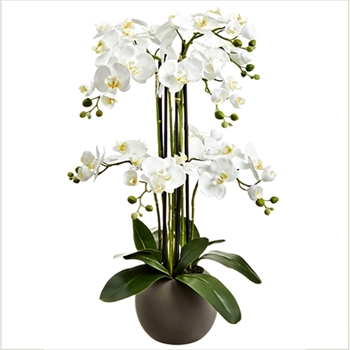 Orchid - Phalaenopsis Potted White 33in Globe Pot - LFO008-WH