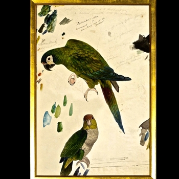 25W/37H Framed Print Lear Barnard's Two Parrots