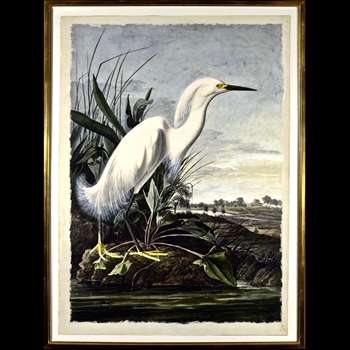 37W/54H Framed Print Audubon White Egret
