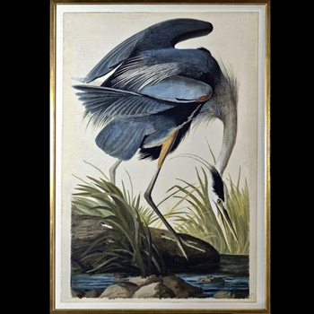 37W/54H Framed Print Audubon Blue Heron