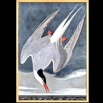 19W/28H Framed Print Audubon Roseate Tern