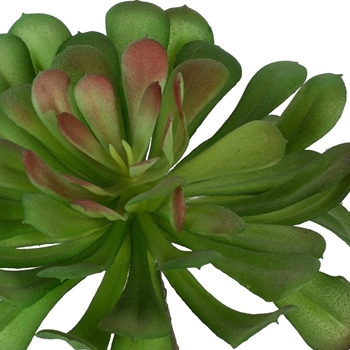 Chintz Company Decorative Furnishings Succulents Succulent Dudleya Green Pink 7w 5h