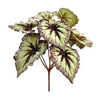Begonia - Leaf Bush 9in GR/BU