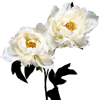 Peony - Bloom White X2 21in - FSP660-WH