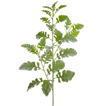 Dusty Miller - Leaf Branch 25in Celadon Green - PSD383-GR/GY