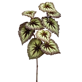 Begonia - Leaf Branch 26in Green/Purple Variegate