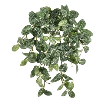 Fittonia - Vine Hanging Plant Mini 13in GR/WH - PBH662-GR/WH