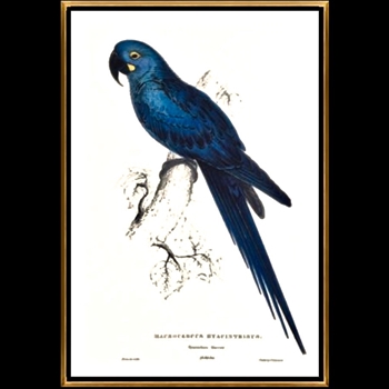 26W/37 Framed Giclee - Hyacinth Parakeet - Edward Lear