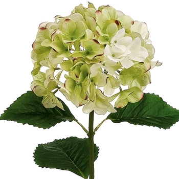 Hydrangea - Celadon 31in - HSH137-GR