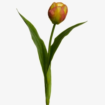 Tulip - Dutch Saffron 14in - HST002-YE/FU
