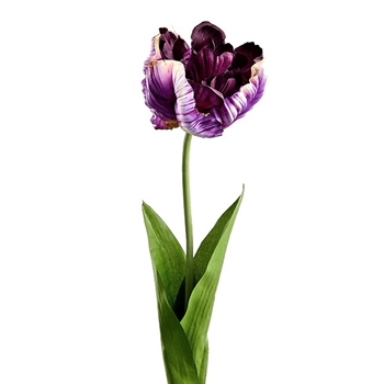 Tulip - Parrot Purple 26in