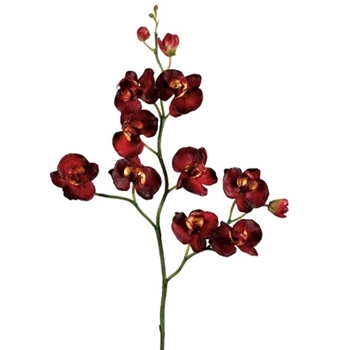 Orchid - Phalaenopsis Burgundy 25in - JTO305-BU