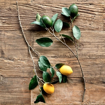 Fruit - Lemon or Lime Branch 20in