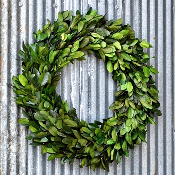 Wreath Preserved - Laurel  20IN