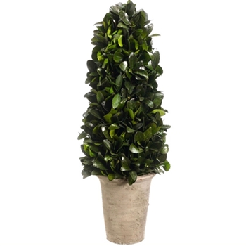 Tea Leaf Preserved - Topiary Cone Shape 20in