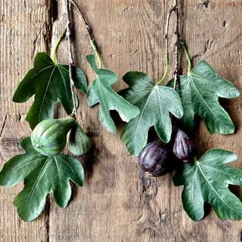 Fruit - Fig Leaf & Fruit Cutting 16in