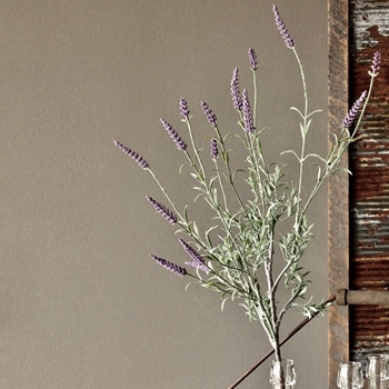 Lavender - Plant Cutting 30in