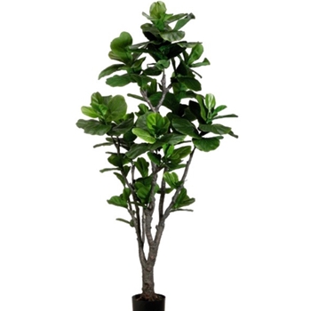 Fiddle Leaf - Tree Green 6FT - LTF706-GR