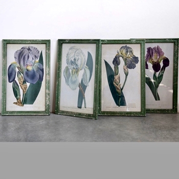 14W/21H Framed Print - Iris Vintage Verde Frame