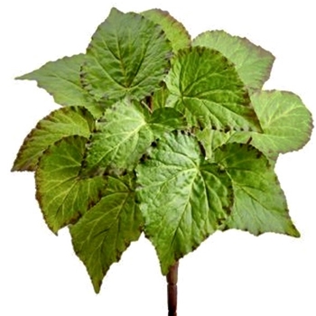 Begonia - Leaf Pick 14in Variegated Green Burgundy - PBB140-GR