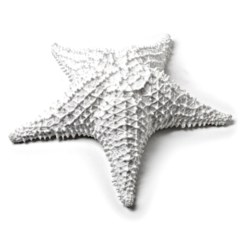 Sea Starfish Faux 9In White