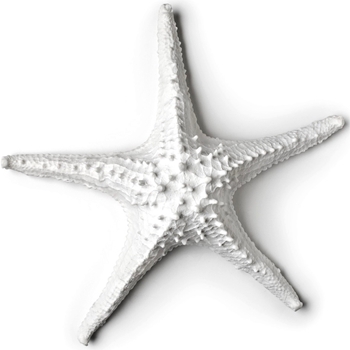 Sea Starfish Faux 14In White