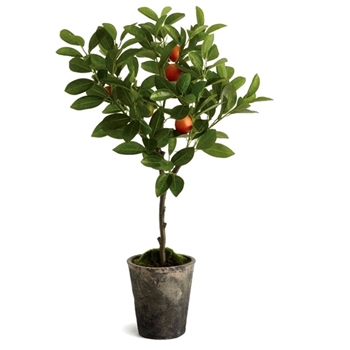 Topiary - Orange Fruiting Citrus 6W/28H