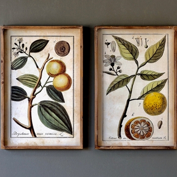 16W/24H Framed Glass Print - Citrus Study