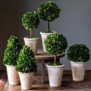 Boxwood Preserved - Topiary in Bisque Pot Asst 13-17H Sold Individually