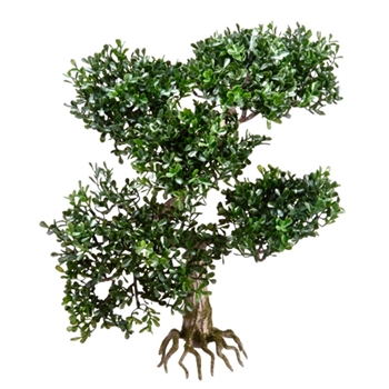 Bonsai - Tea Tree 16in Bare Root - PBB368-GR