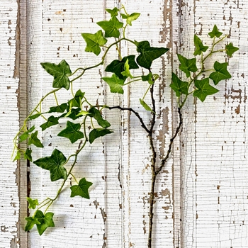Ivy - Trailing Vine Green 38in